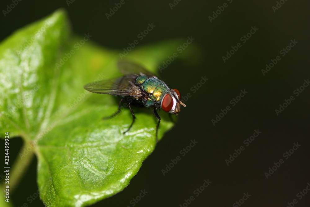 insect on the plant macro view and shot insect on the plant macro view and shot