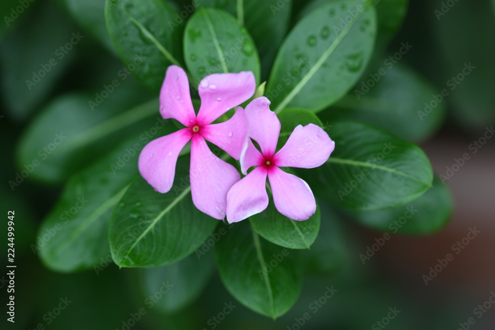 flower in street view