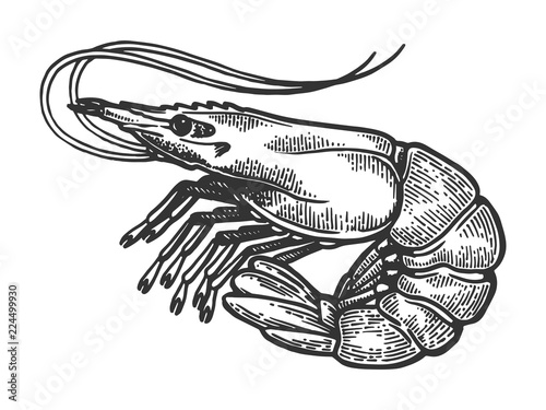 Shrimp sea Caridea animal engraving vector illustration. Scratch board style imitation. Black and white hand drawn image. photo