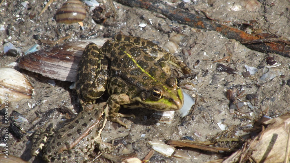 frog in pond frog in pond