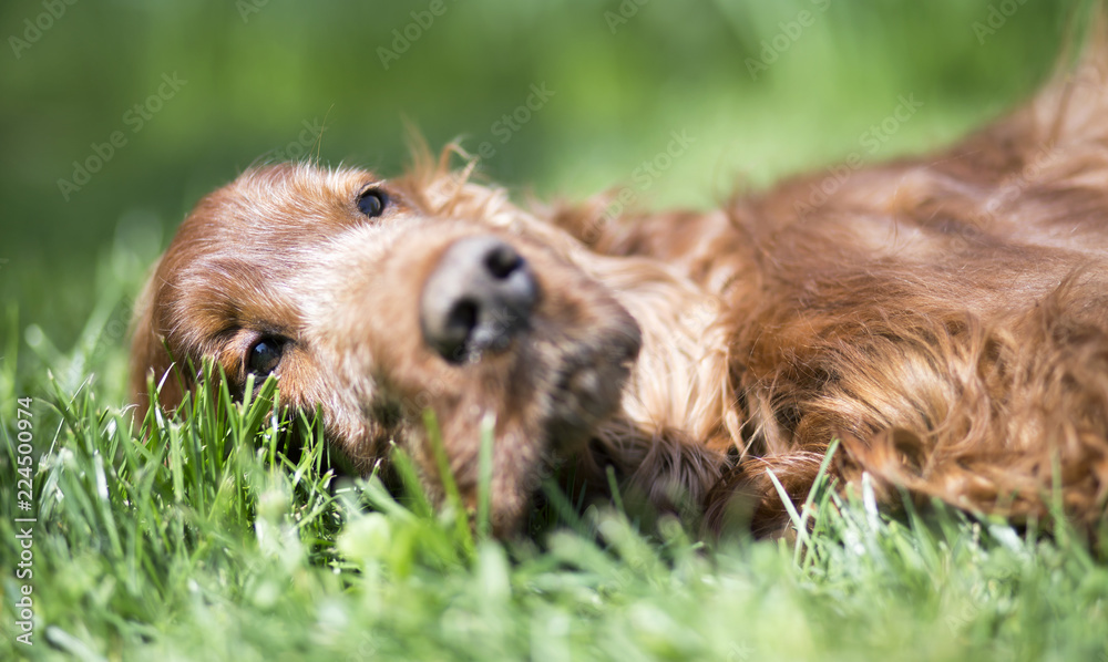 Beautiful happy irish setter old pet dog lying in the grass