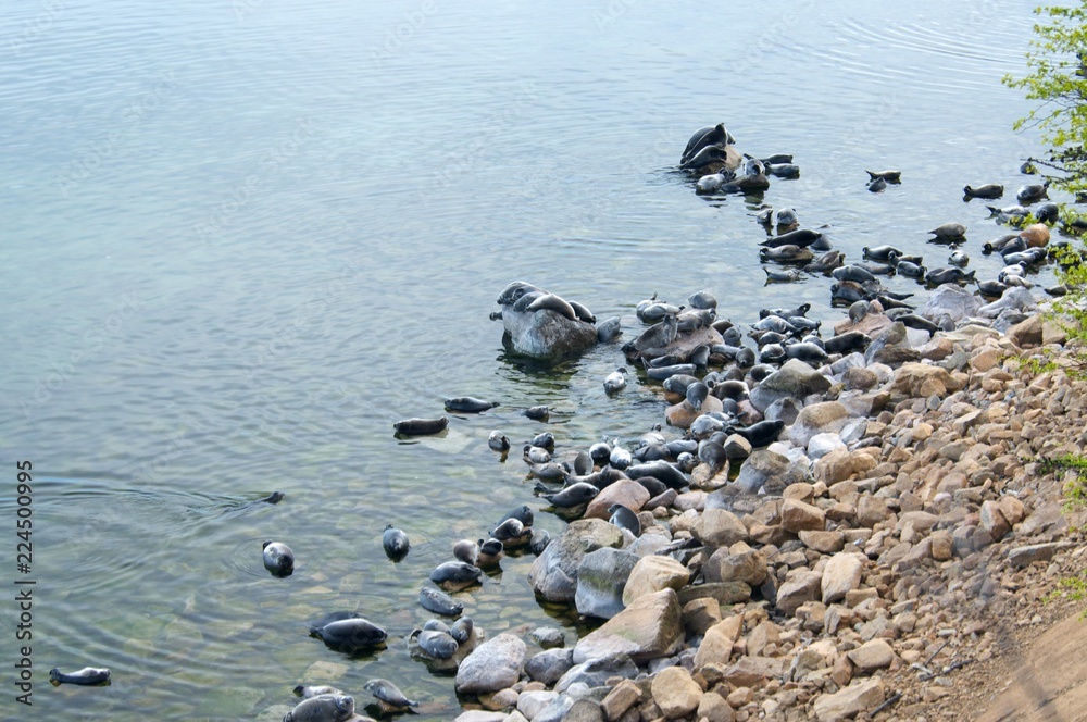 Obraz premium The Baikal seal