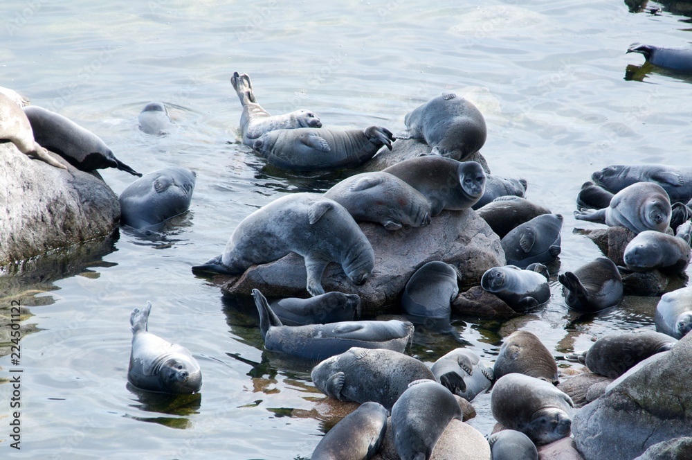 Obraz premium The Baikal seal