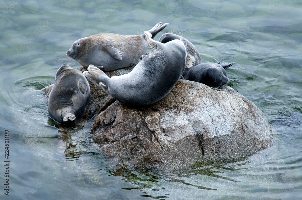 Naklejka premium The Baikal seal