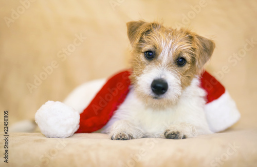 Christmas happy pet dog puppy with Santa Claus hat 