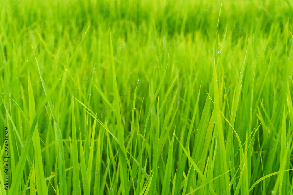 Rice field in bright green color, rice is blooming Rice field in bright green color, rice is blooming