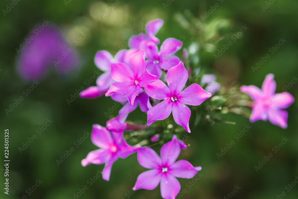 Creative background, Beautiful flowers with leaves in the sun. Flat lay. Spring summer, border pattern. Free space. The nature of the concept. Creative background, Beautiful flowers with leaves in the sun. Flat lay. Spring summer, border pattern. Free space. The nature of the concept.
