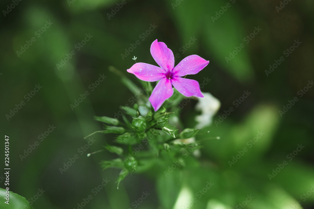 Creative background, small flowers on a gentle background in the open air. Spring summer, border pattern floral background. Air artistic image, free space. The nature of the concept. Creative background, small flowers on a gentle background in the open air. Spring summer, border pattern floral background. Air artistic image, free space. The nature of the concept.