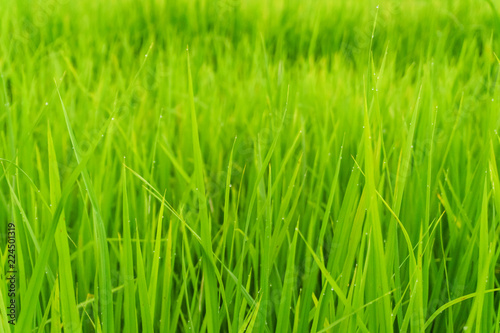 Rice field in bright green color, rice is blooming