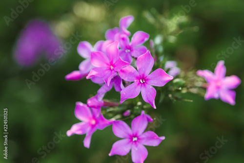 Creative background  Beautiful flowers with leaves in the sun. Flat lay. Spring summer  border pattern. Free space. The nature of the concept.