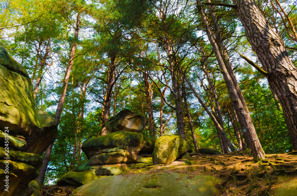 Obraz premium Trees in the Forest