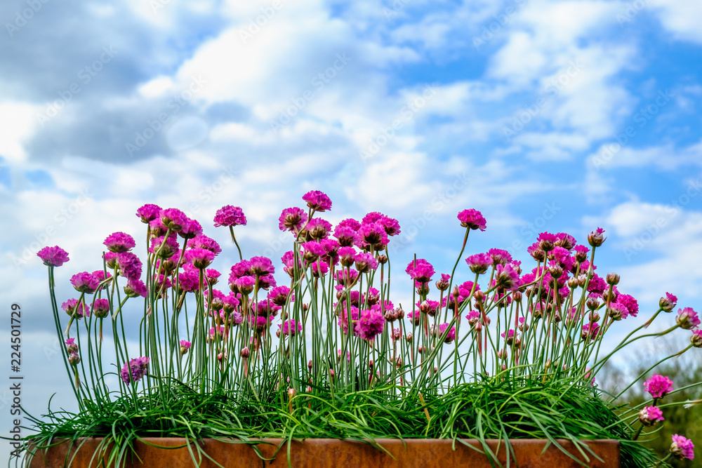 Armeria Maritima flowers. Template for greeting cards
