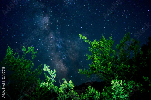 Milky Way over green trees