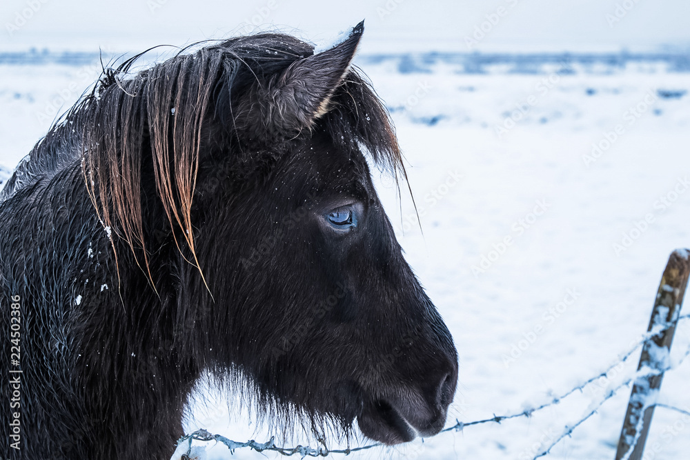 Icelandic black horse with blue eyes against snow white backdrop Stock  Photo | Adobe Stock