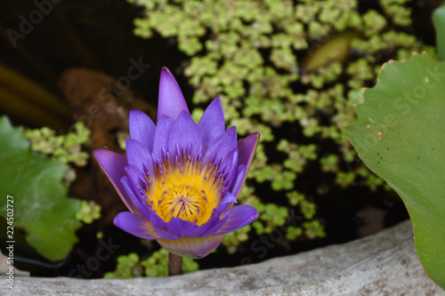 Beautiful Purple Lotus in pond  Nymphaea caerulea 