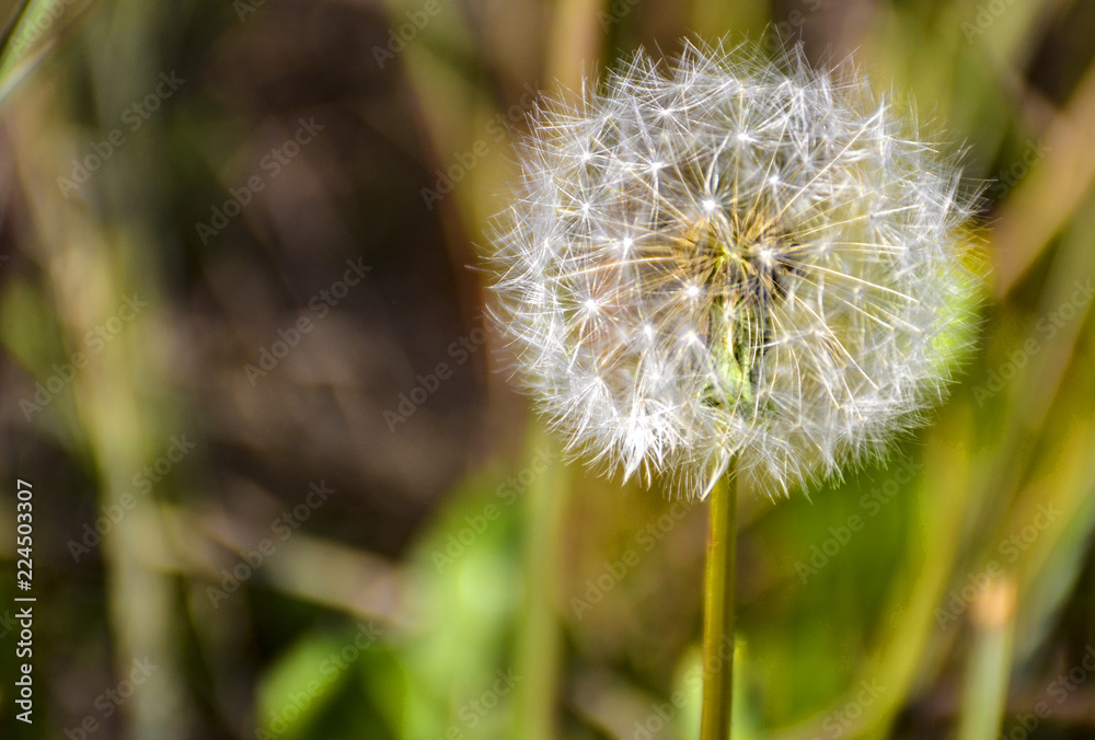 dandelion on background of green grass dandelion on background of green grass