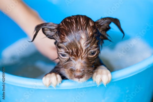 orkshire Terrier dog trying to escape from the bathtub because he don't want to bathing selective focus photo
