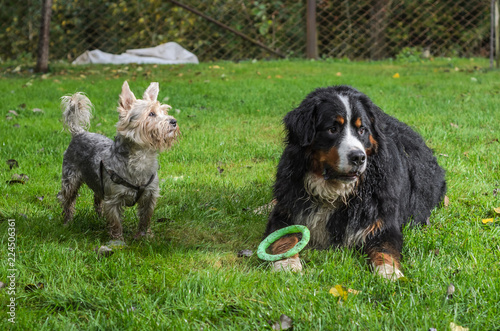 Breeding dogs Bernese sennenhund and Yorkshire Terrier play on the grass during a sunny day walk