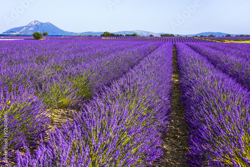 huge lavender fields to the horizon in the region around Valensole  Provence  France