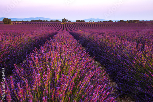 lavender fields at sunset time in the Valensole region, Provence, France, golden hour, intensive colour in evening light