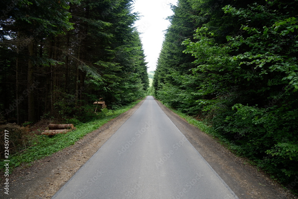 Way in forest Way in forest