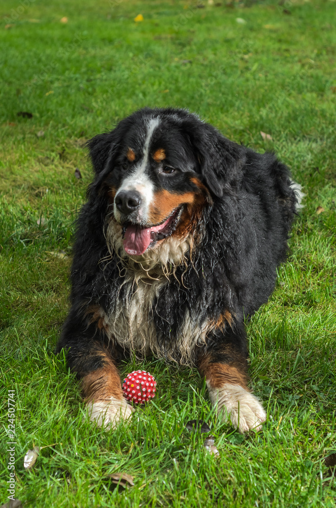 Rain-soaked Berner Sennenhund dog during a walk on the street