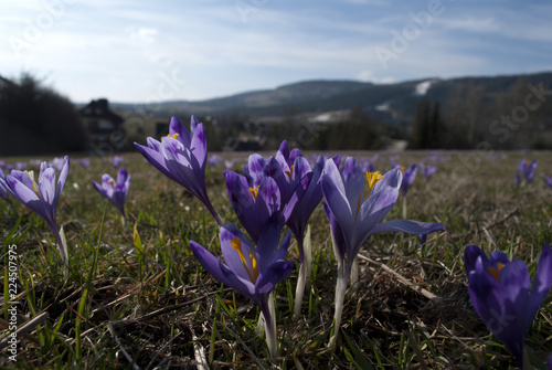 Crocus in mountains