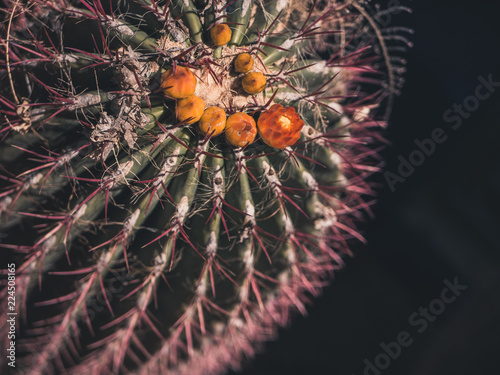 Closeup Shot of a cactus with orange and yellow buds.