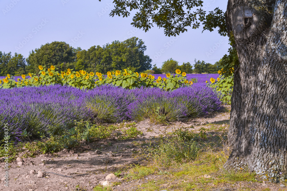 lavender fields with sun flowers, Provence, France, near Sainte-Croix-du-Verdon, department Alpes-de-Haute-Provence, region Provence-Alpes-Côte d’Azur lavender fields with sun flowers, Provence, France, near Sainte-Croix-du-Verdon, department Alpes-de-Haute-Provence, region Provence-Alpes-Côte d’Azur