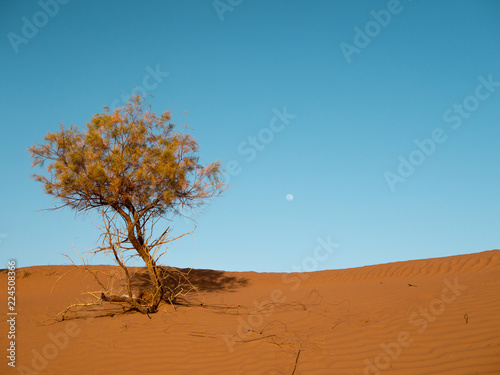 Single Dry Tree in the desert