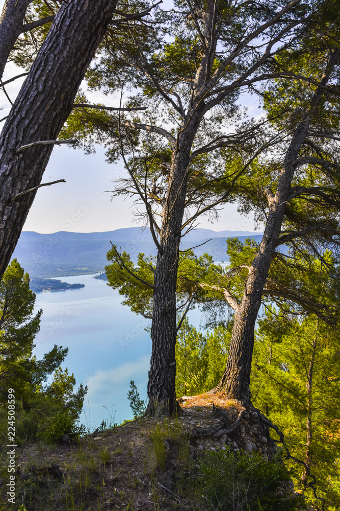 view to lake of Saint-Croix with pine-trees, Provence, France, department Alpes-de-Haute-Provence, region Provence-Alpes-Côte d’Azur
