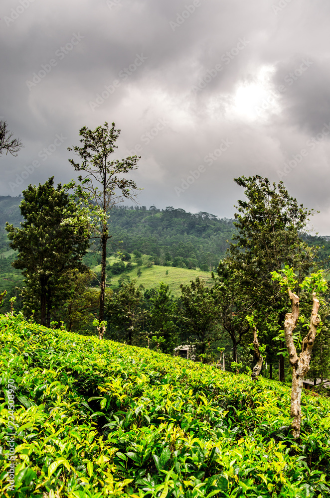 A stormy sky above the hills of tea plantations Nuwara Eliya. Sri Lanka.
