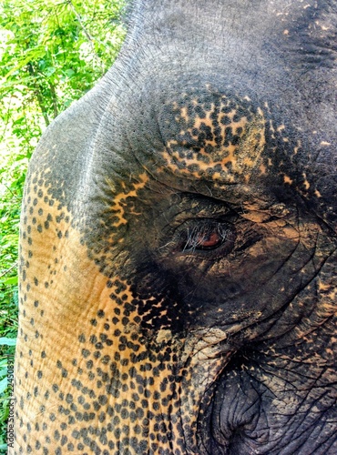 Close up of Elephant