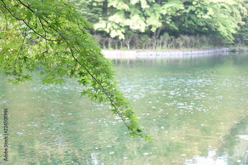 Green maple leaves along the Kumaboike (Kumabo Pond) at Karuizawa, Japan.	 photo