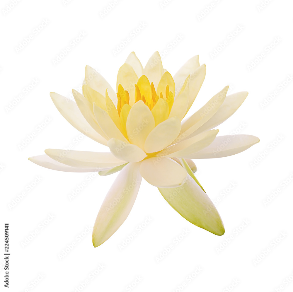 Obraz premium Lotus flower and Lotus flower plants isolated on white