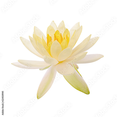 Lotus flower and Lotus flower plants isolated on white