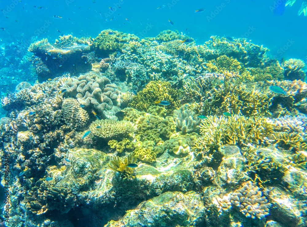 Fototapeta premium Coral reef with tropical fish