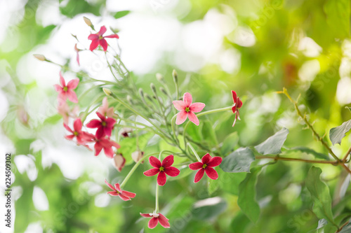 Close up beautiful flower in garden nature background.