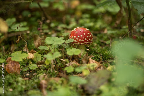 Amanita muscaria, commonly known as the fly agaric or fly amanita, is a basidiomycete mushroom, one of many in the genus Amanita. It is also a muscimol mushroom.
