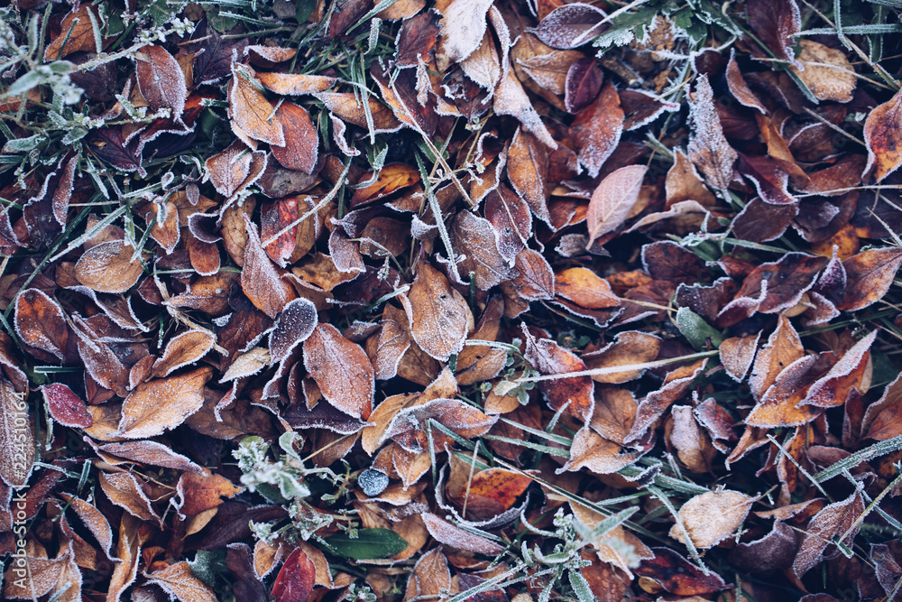 Frozen Leaf In Winter Frozen Leaf In Winter