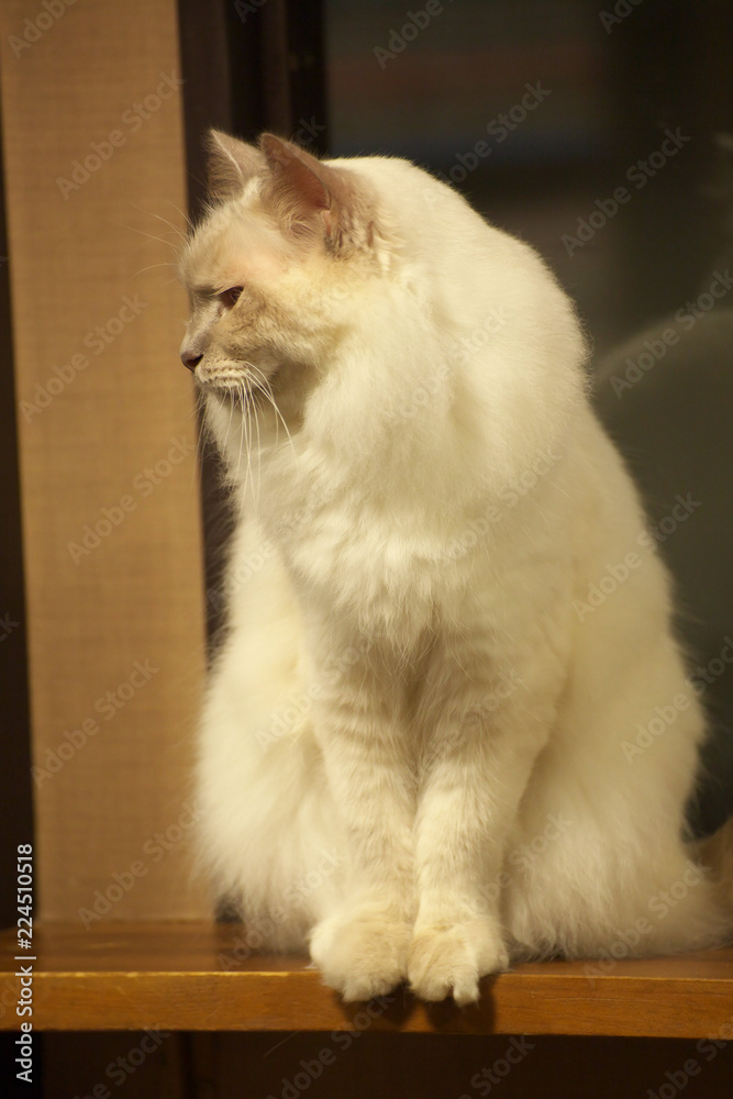 Obraz premium 猫カフェ