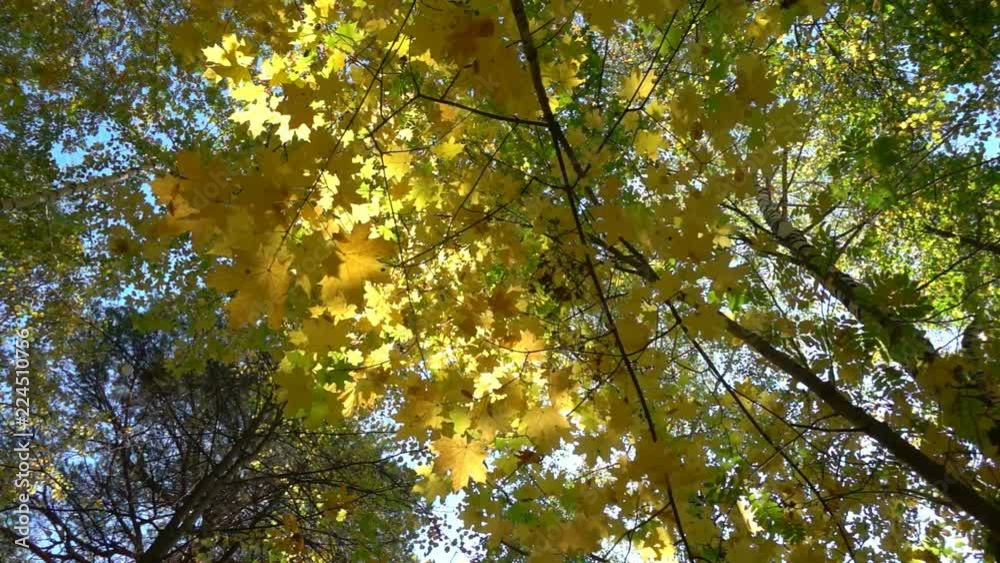 Deciduous forests in warm sunny weather, dried leaves fall from trees slow motion Deciduous forests in warm sunny weather, dried leaves fall from trees slow motion