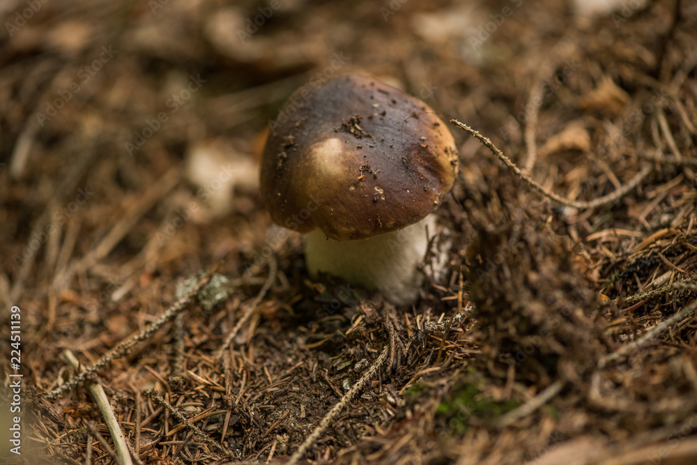 wild porcini mushroom in a forest wild porcini mushroom in a forest