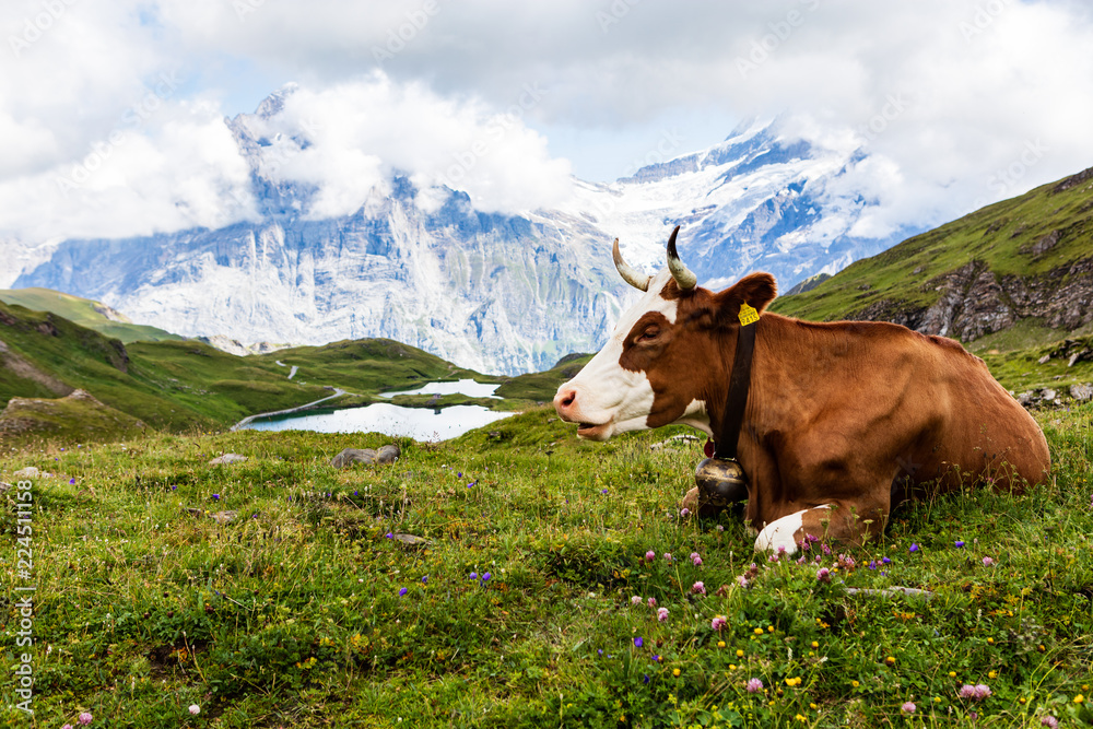 cows mountain milka
