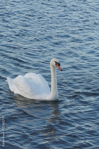 cycgne sur le lac