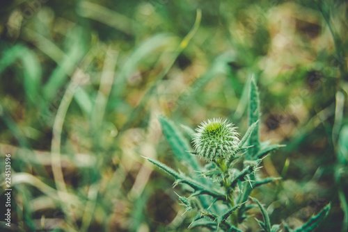 Cirsium vulgare, Spear thistle, Bull thistle, Common thistle, short lived thistle plant with spine tipped winged stems and leaves, pink purple flower heads photo