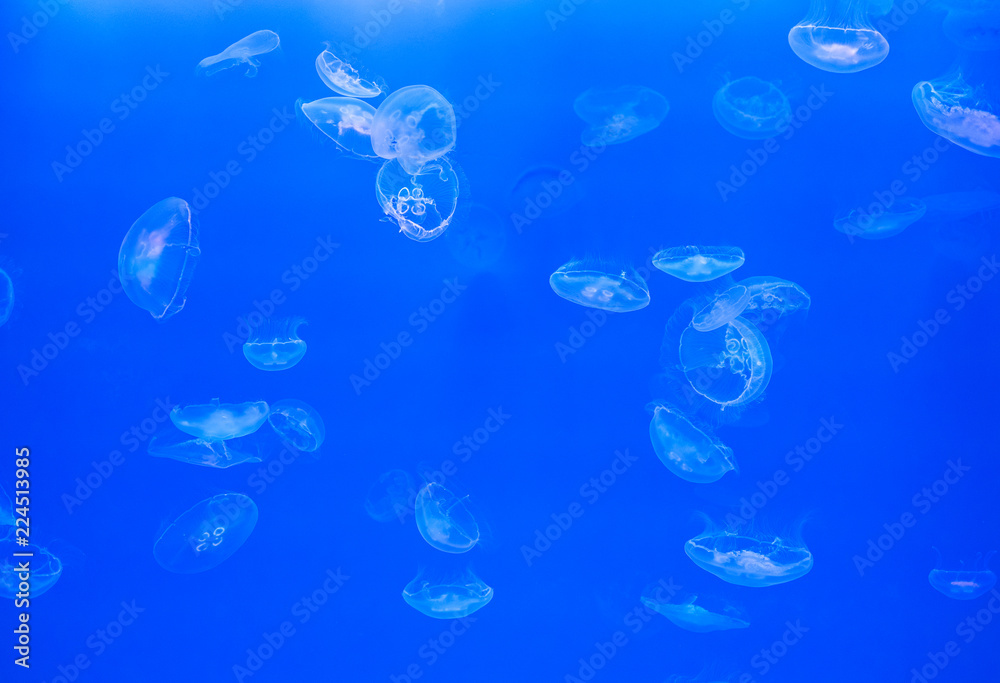Fototapeta premium Moon jellyfish Aurelia aurita on blue background underwater.