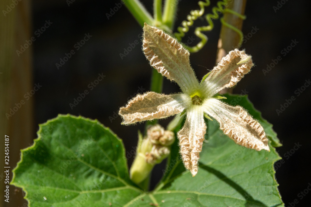 Gourd flower had withered after polination in summer in backyard garden Gourd flower had withered after polination in summer in backyard garden