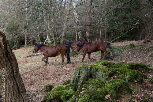 new forest horses ponies © Jay