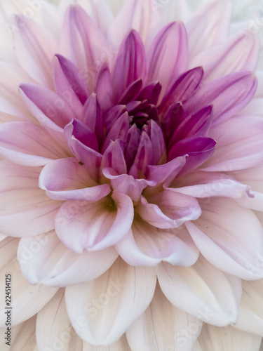 Closeup of Pink and White Dahlia
